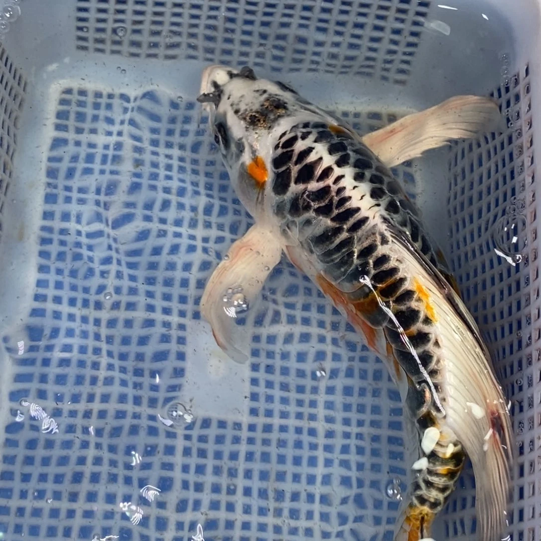 锦鲤冷水锦鲤包邮