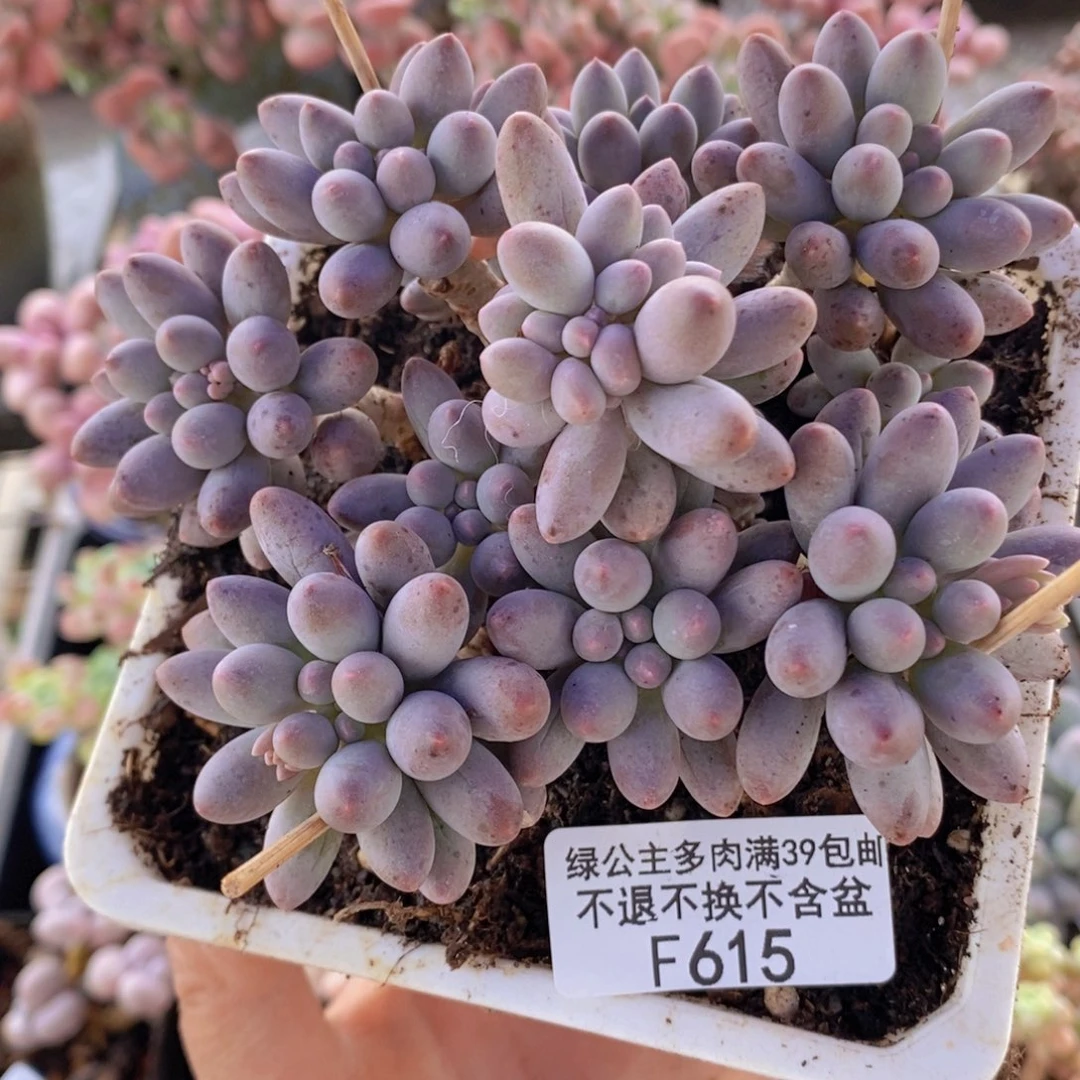 婴儿手指老桩10cm615多肉植物
