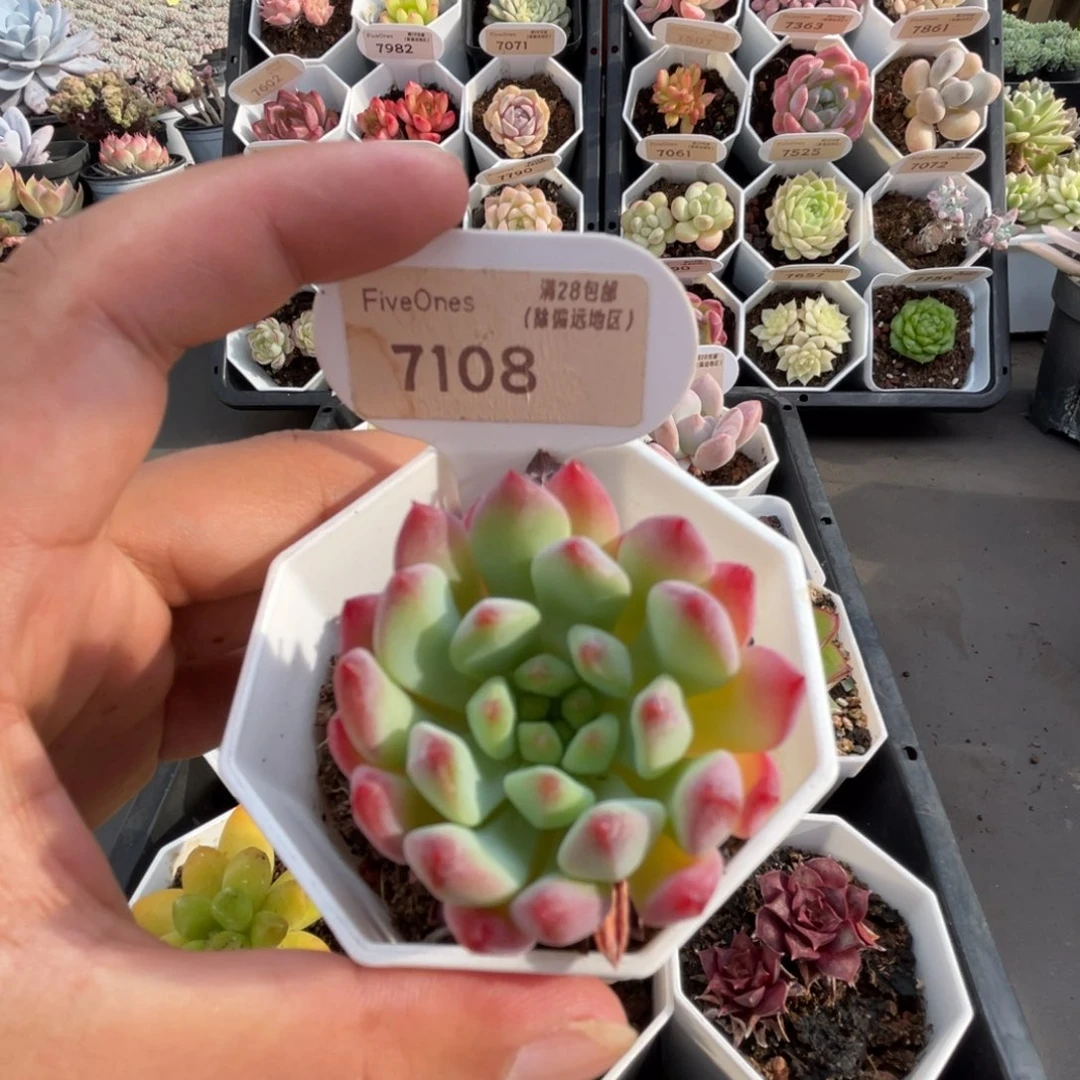 7108蓝苹果4.0厘米