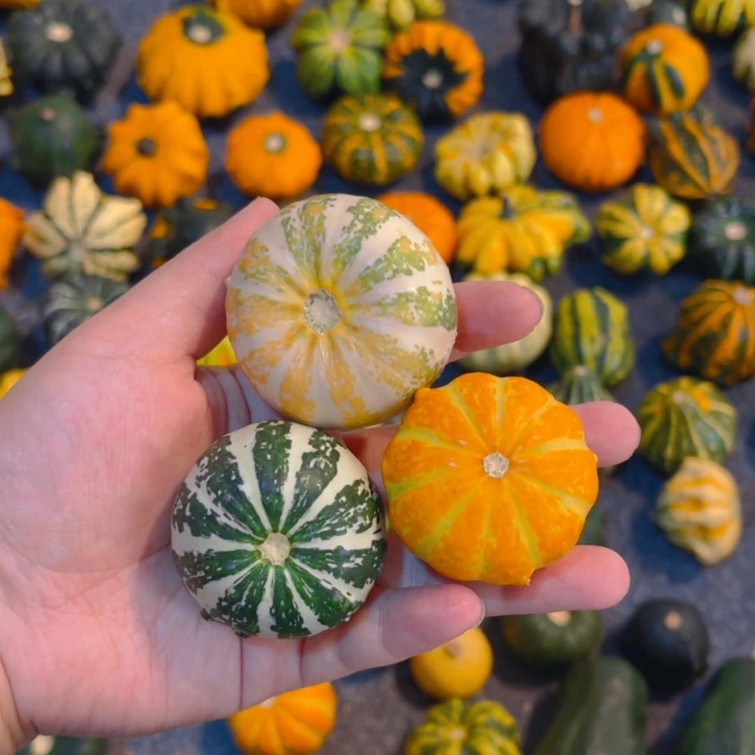 【闪购商品】家****法哈哈哈哈哈哈哈哈