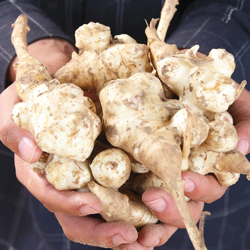 【直播特惠】宁夏新鲜现挖洋姜鬼子姜不辣可腌制菊芋姜农家蔬菜包邮