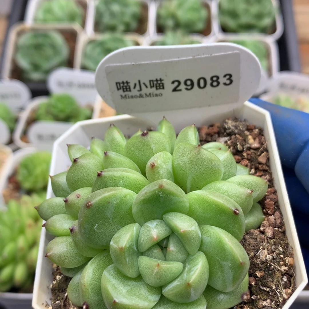 多肉植物杂交珍妮