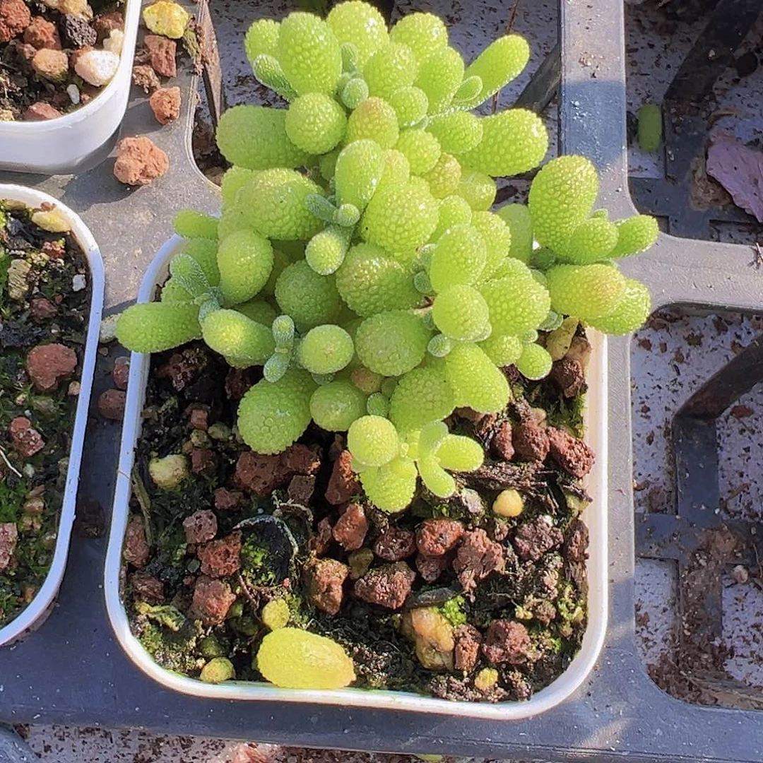 翡翠枝干19包邮多肉