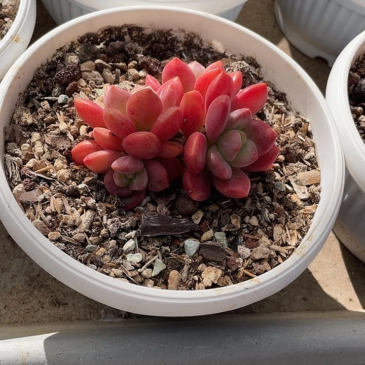 105 多肉不带盆土20包邮发货