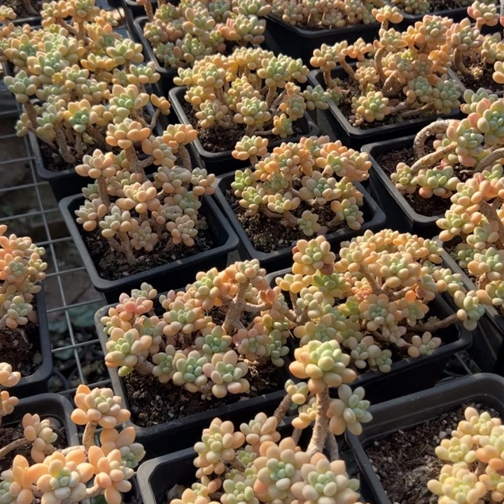 新疆包邮 洛可可