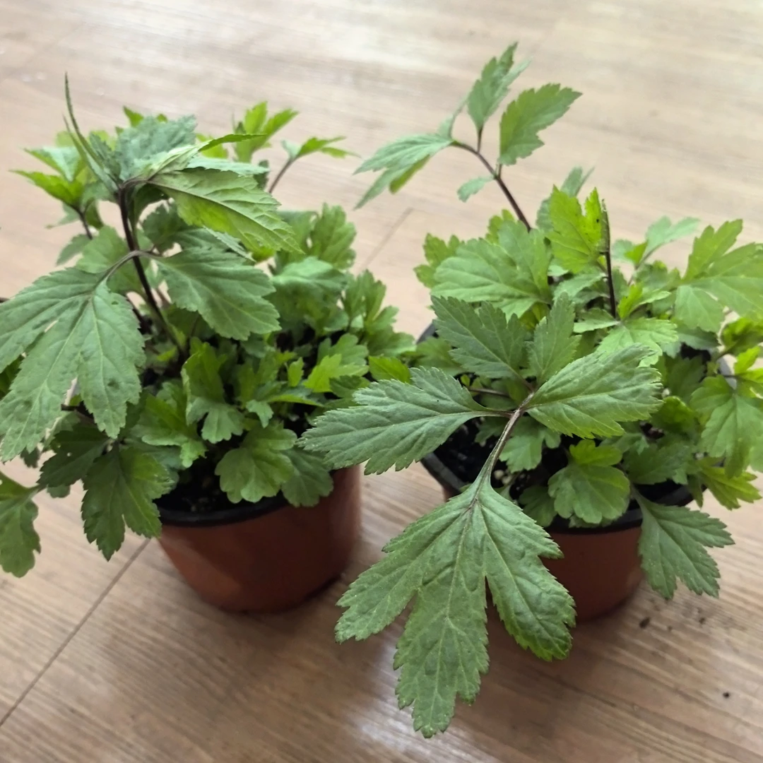 云南野生红芹菜小苗盆栽 红毛芹红艾草清热四季可种