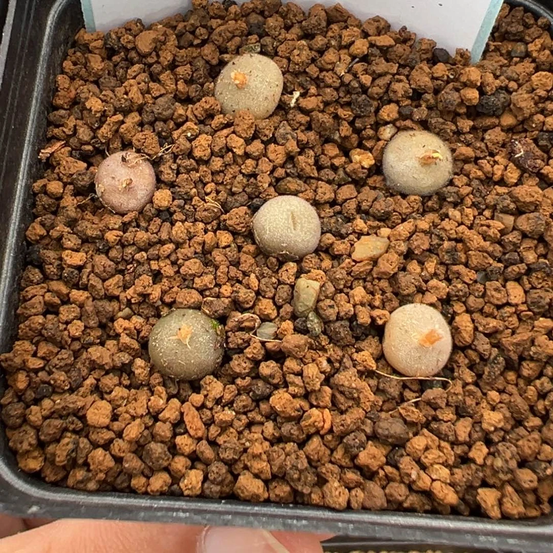 4-186量拍园艺d毛球一颗