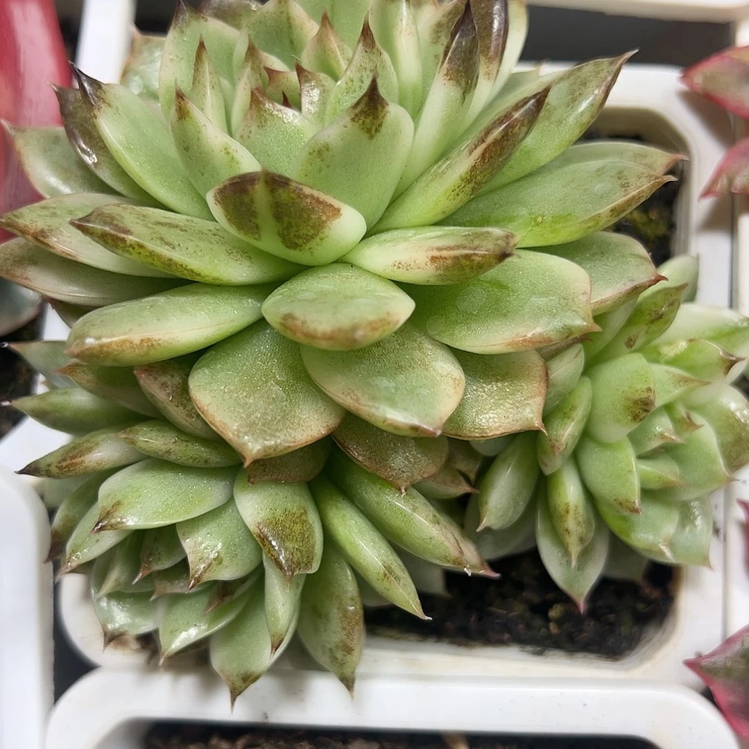 黑水晶锦群生多肉