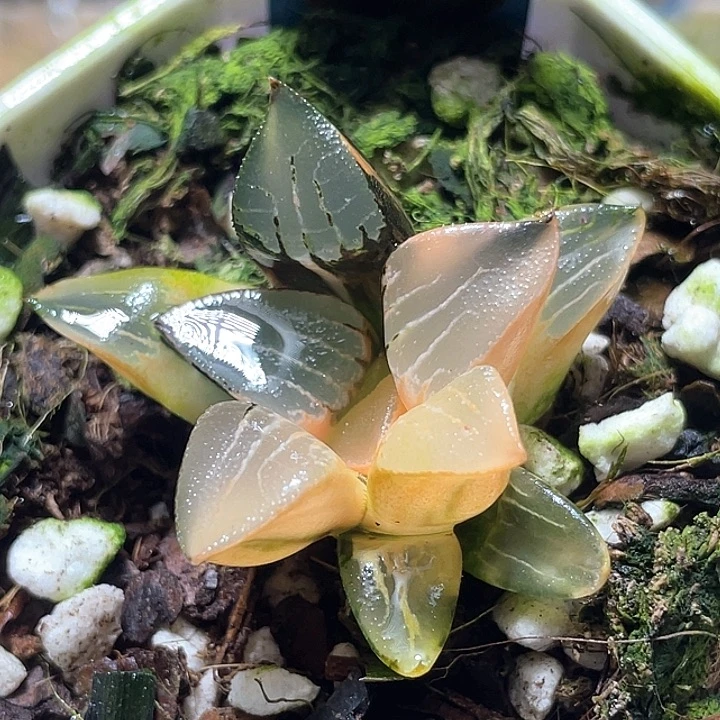 530花影锦特选福利