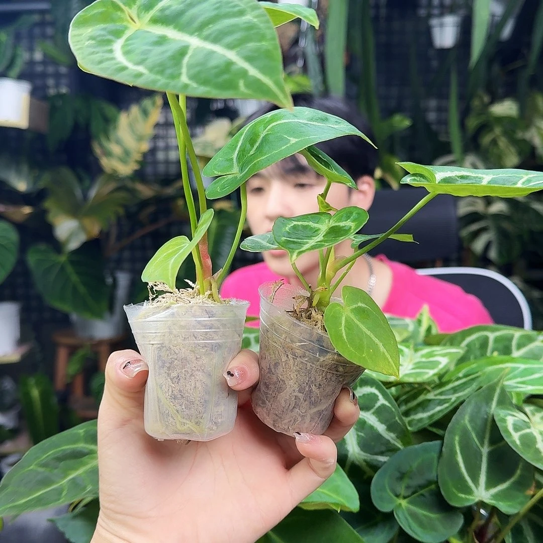 完全开放水苔两颗，随机发