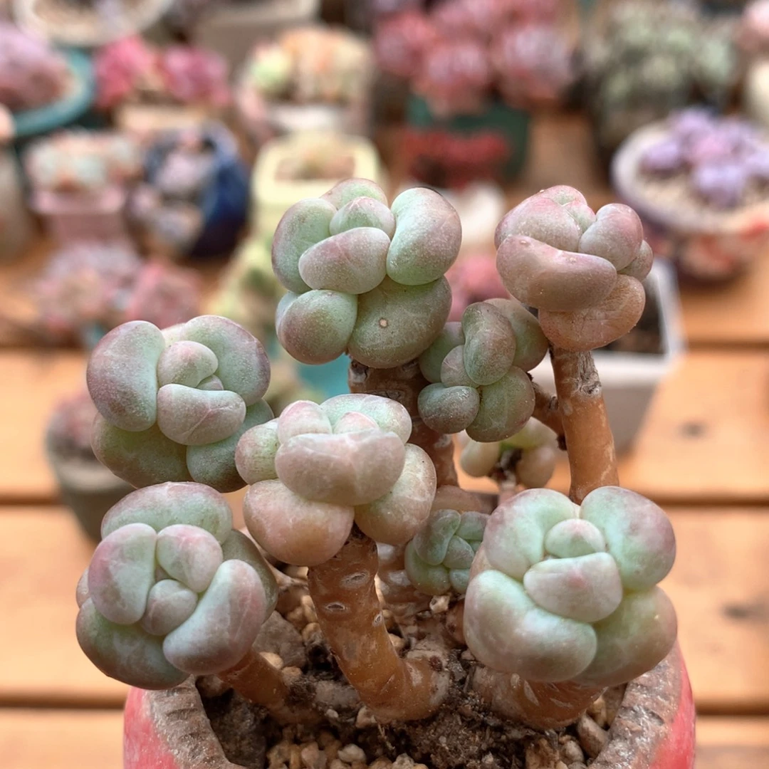 翡翠泡泡一物一拍 015