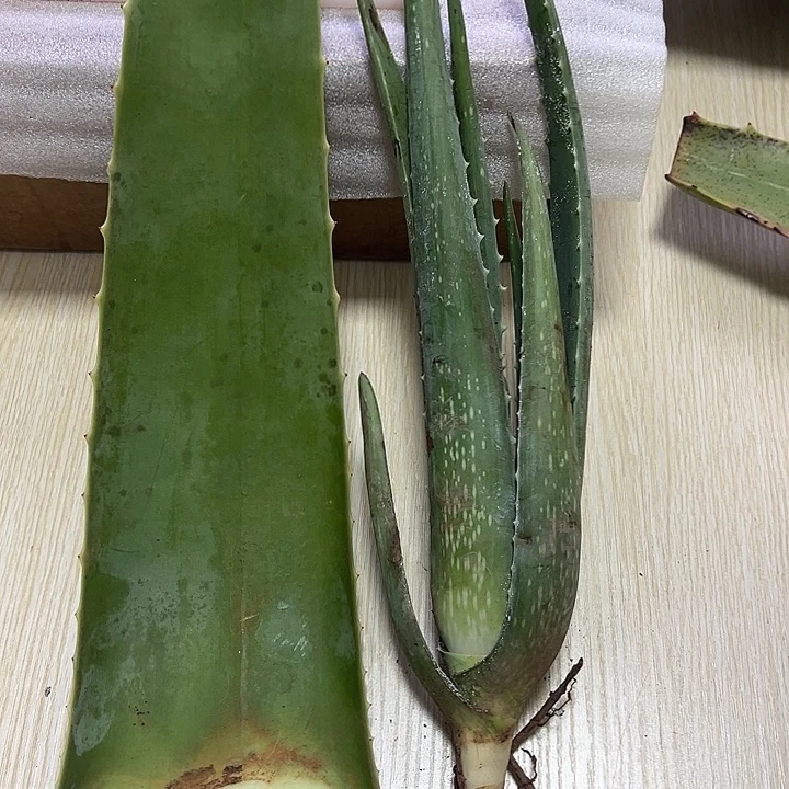 一片食用叶片，一颗小苗