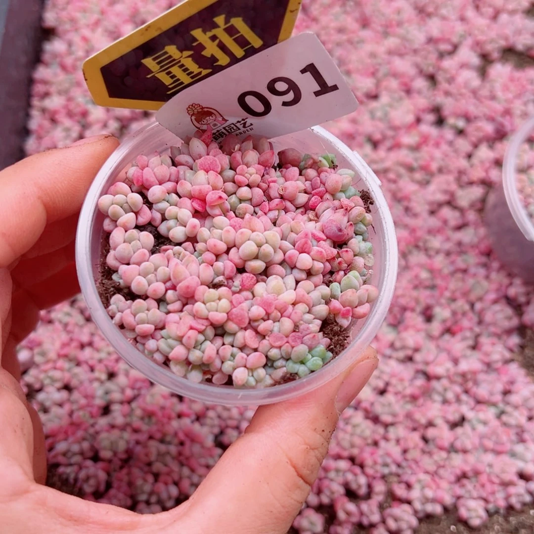 多肉植物多肉植物