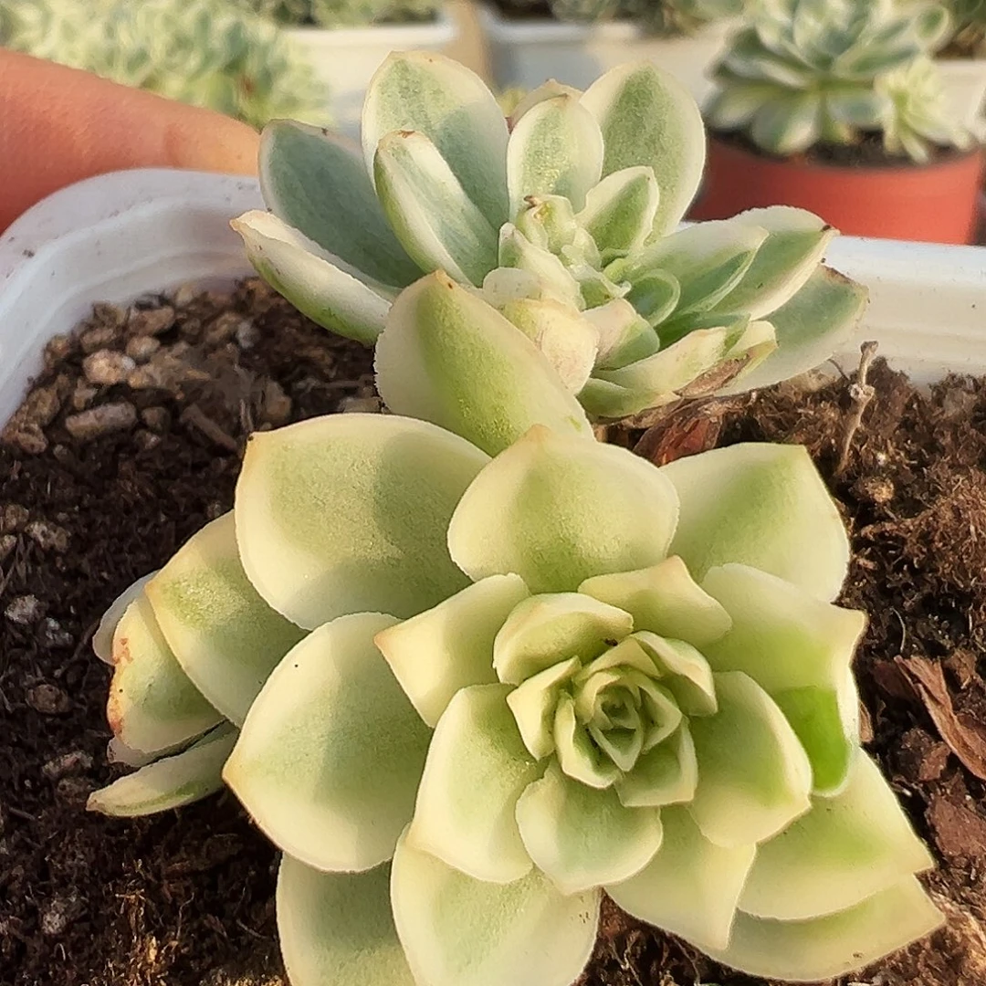 山地玫瑰锦秋夕833号