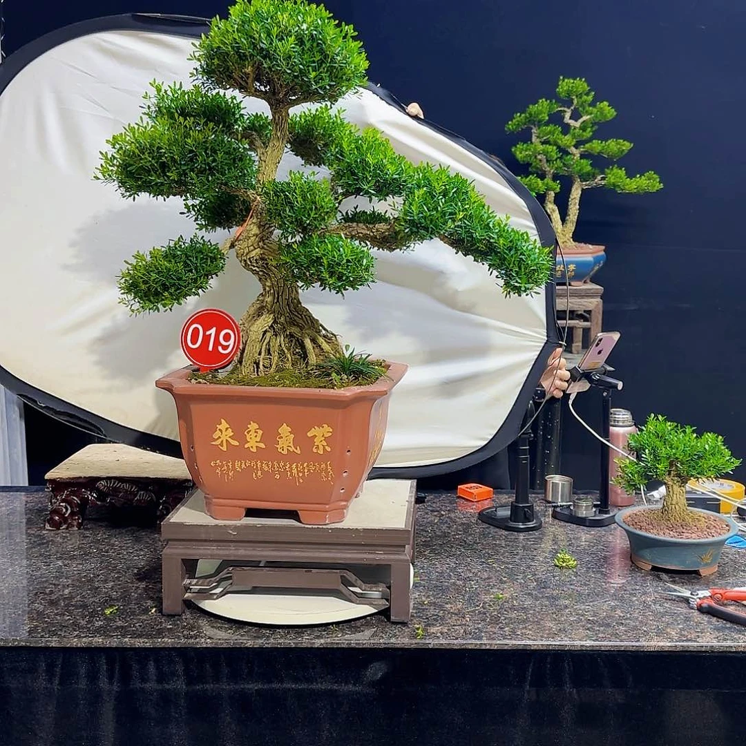 无花朵高端黄杨盆景艺术