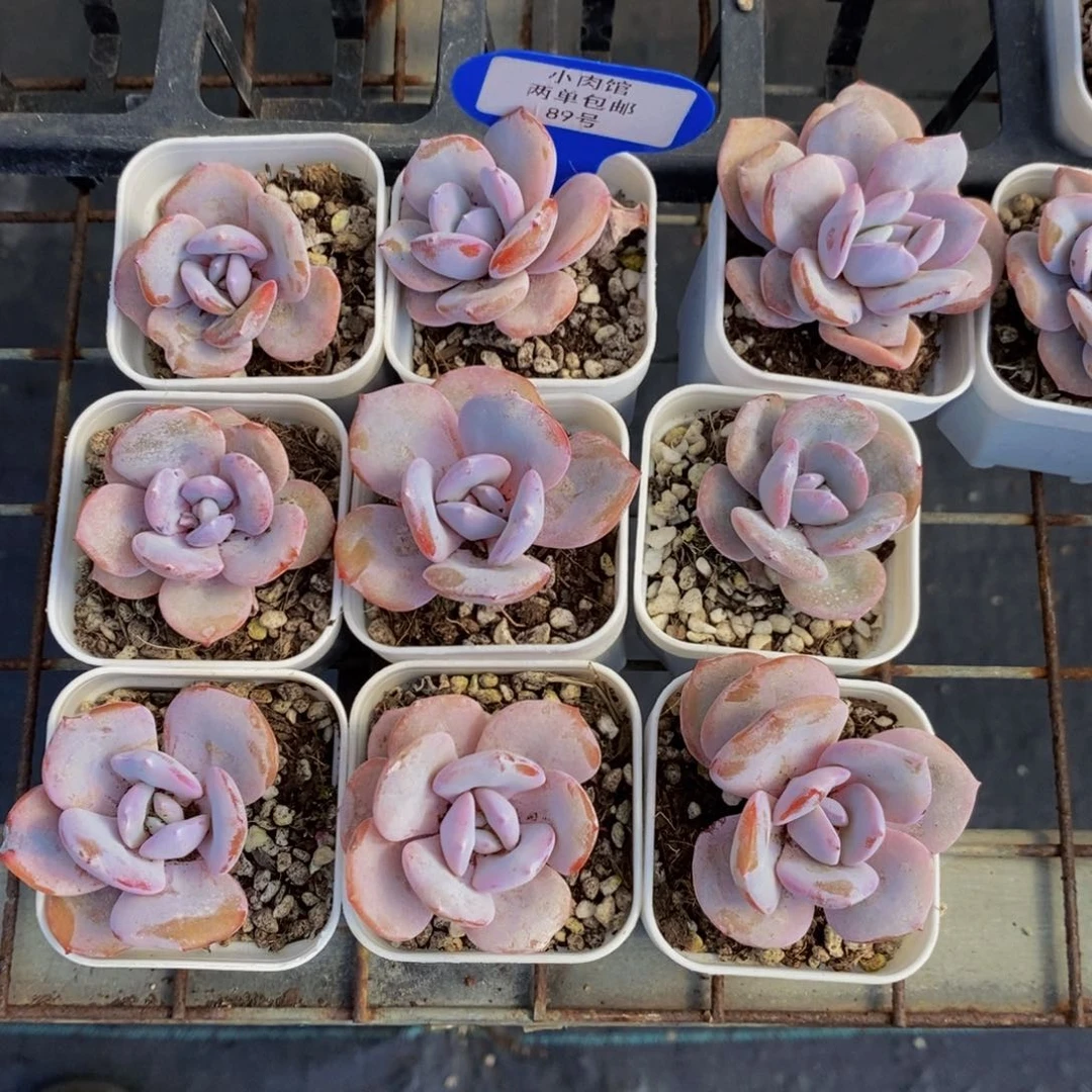 89-福利尾货小奶茶单头三个