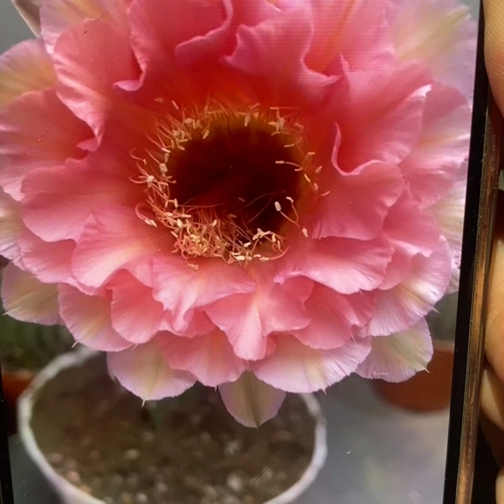 香香青瞳有气根侧芽1.5公分左右