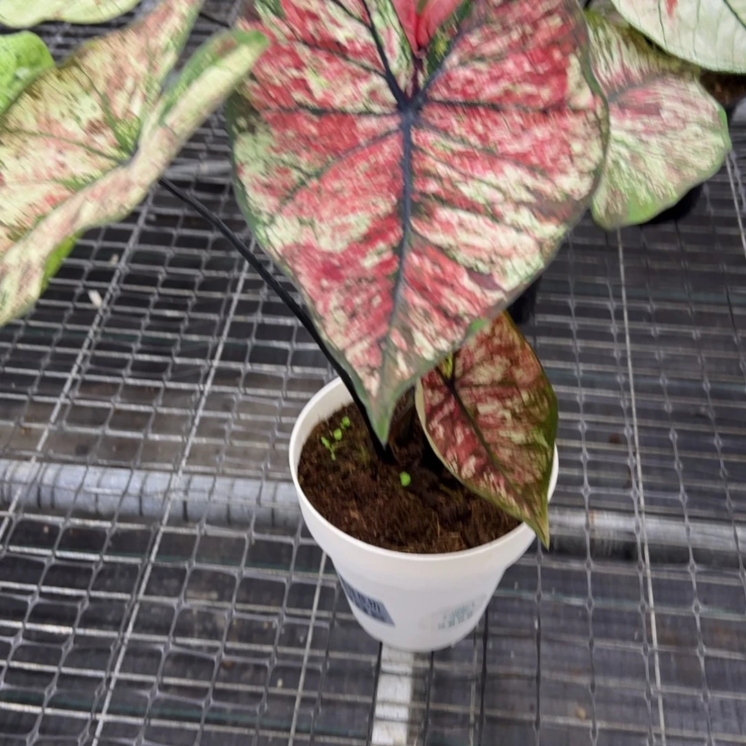 老***玉无花朵                      105镀金石不包售后