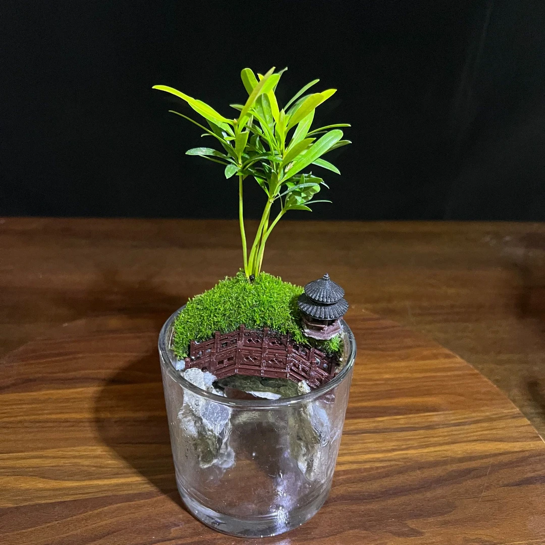 翠屿藏亭 成品10*10圆缸罗汉松镂空设计造景桌面绿植景观