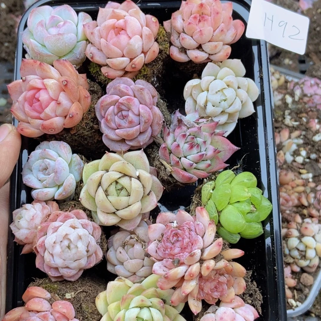 春泥家框拍链接H92