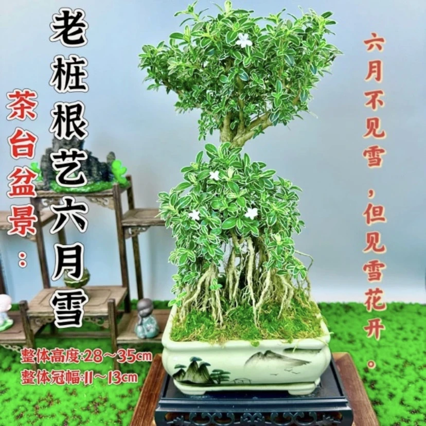 盆景金榜提名老桩提根六月雪室内客厅茶室开花高度艺术茶桌高级感