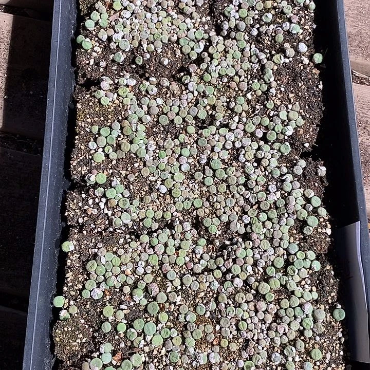 8315。  一筐编号红嘴