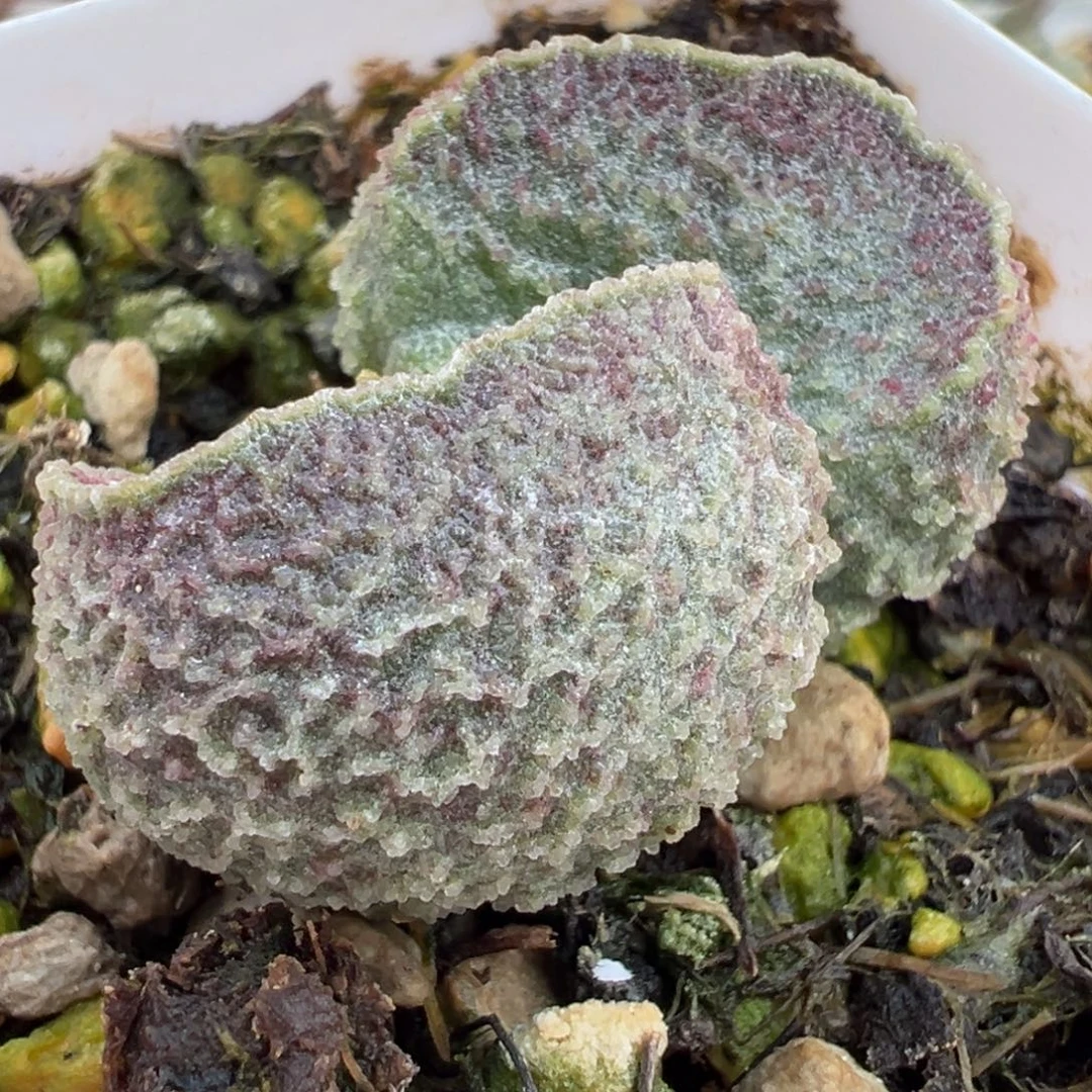 实生新品多肉植物水泡多肉植物