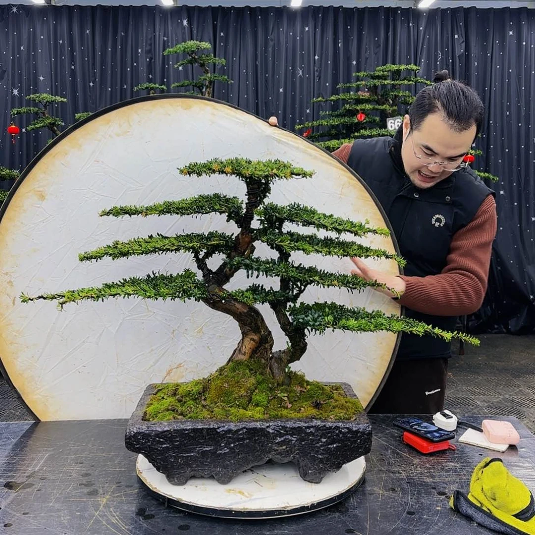 松树柏树造型盆景