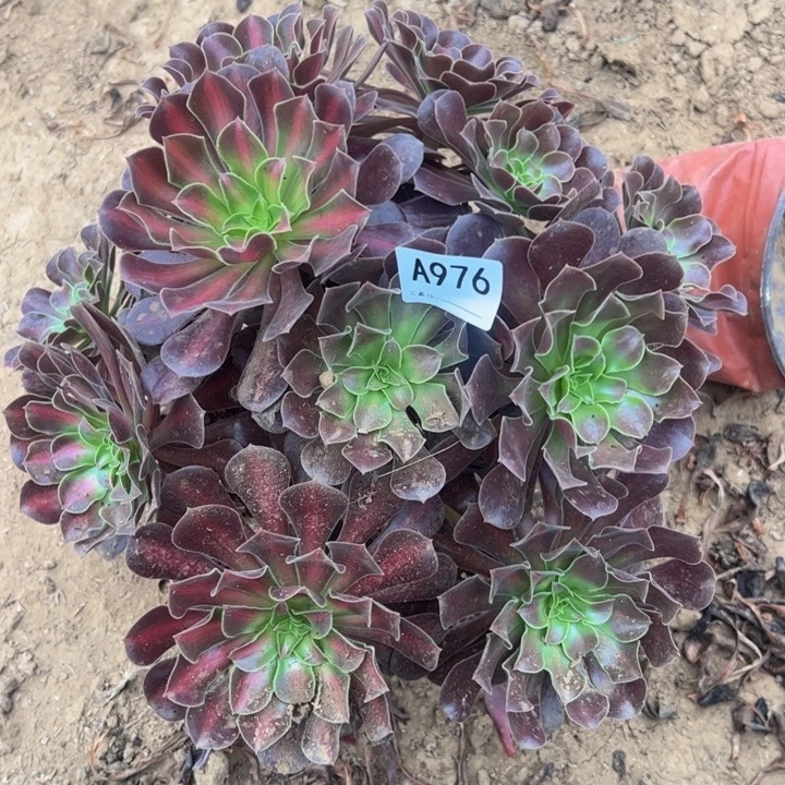 花娜多肉植物976.