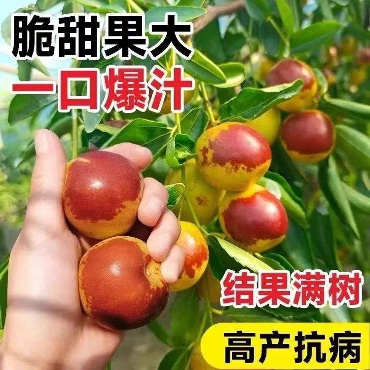 H冬枣树苗特大冬枣苗南北方盆栽地栽当年结果庭院室内外种植