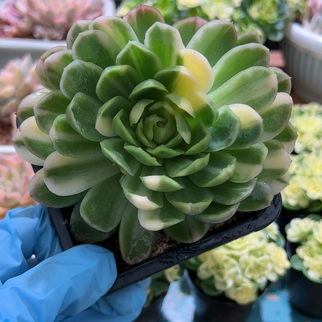 脑*疼冰梅锦，多肉植物