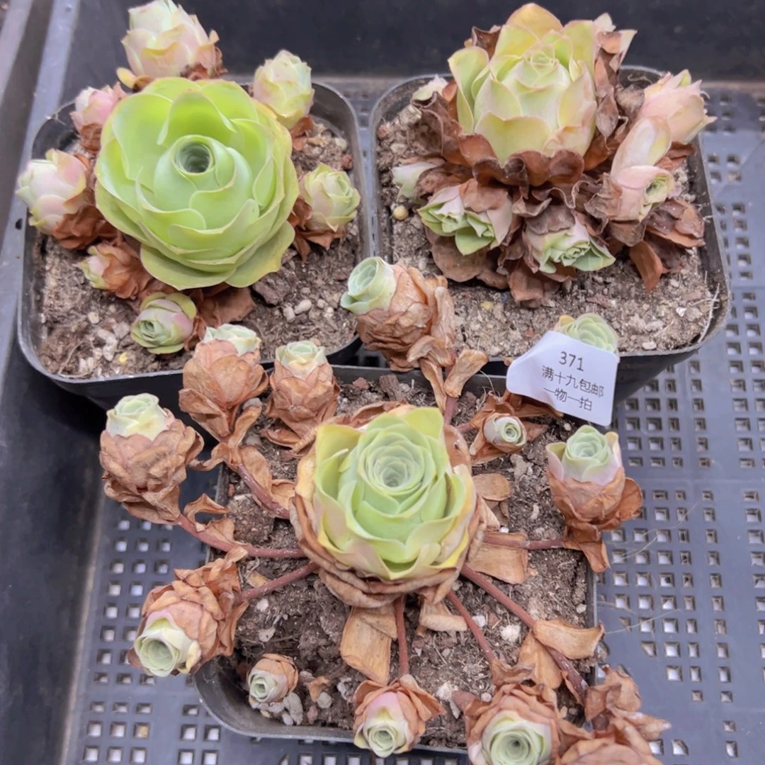 371 侧牙掉了不包损无售后