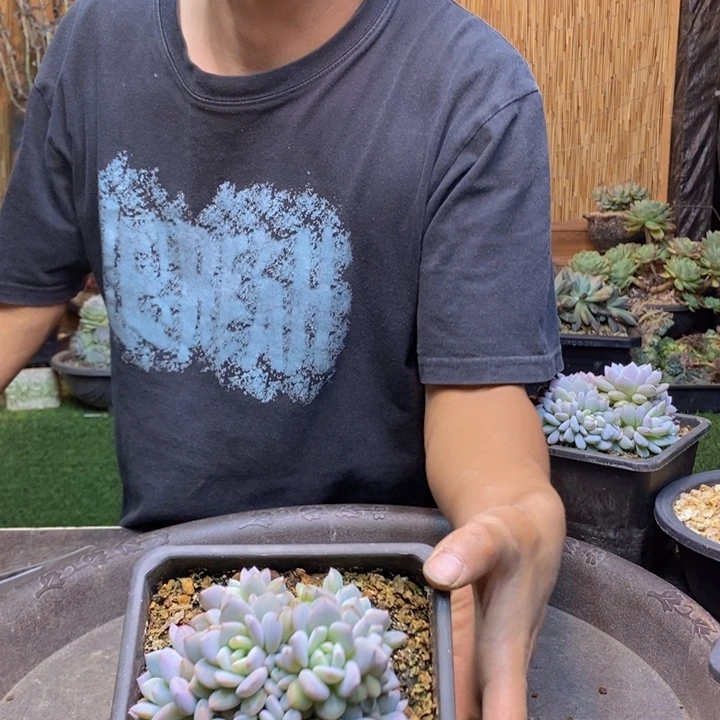 l****357号星星晨多肉植物