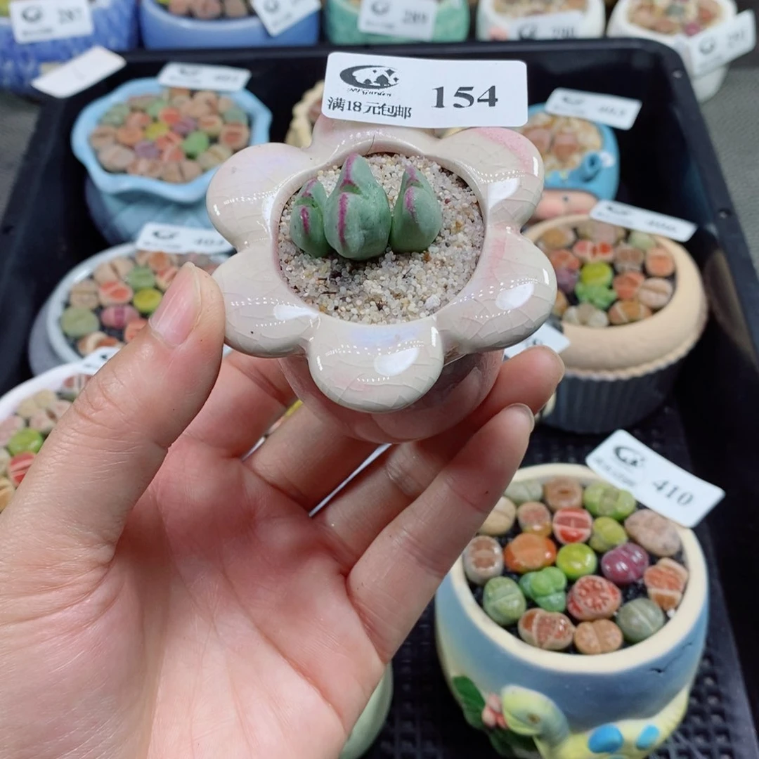 壹****i生石花花花花花154