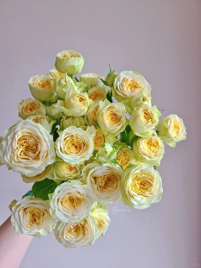 「曼曼」多头牛油果8只➕2只防损  鲜花任意满两单包邮拒收不售后