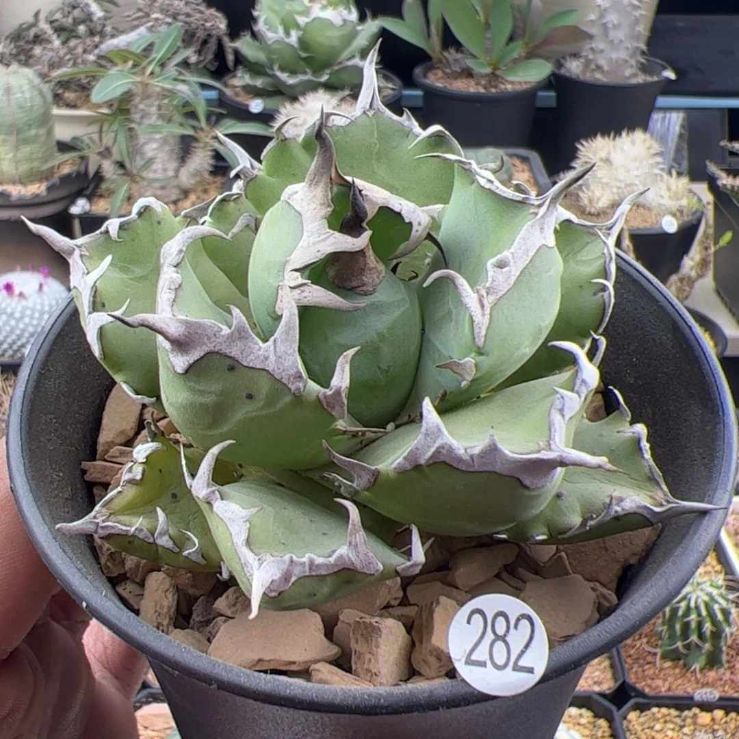 姬仁王冠一物一拍282