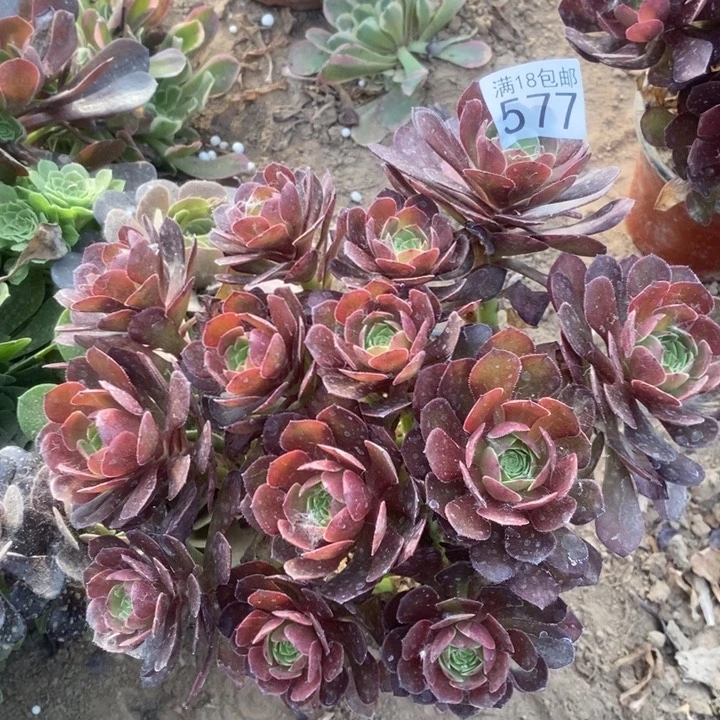 无花朵577万圣铜绣球1号