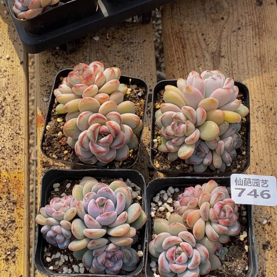 746多肉植物保护研究所所长助理