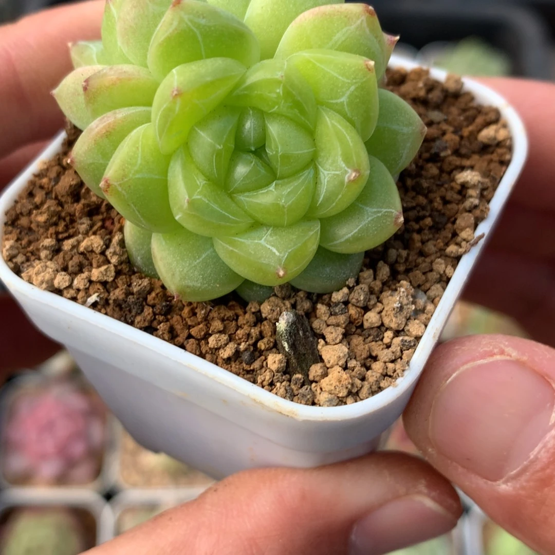 双头。        灵鉴。    多肉爱情珍妮7号