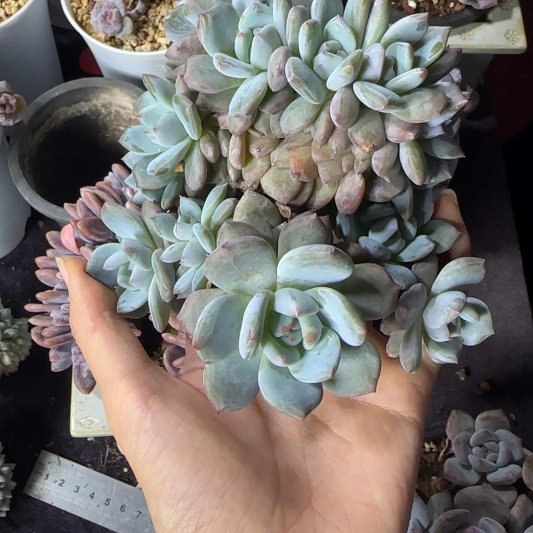 星影18朵一物一拍