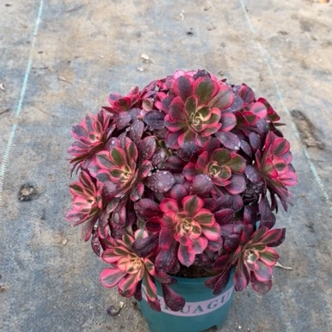 香奈儿多肉植物017