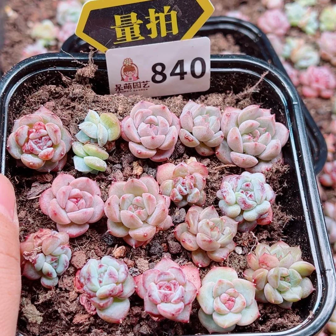 多肉植物多肉植物