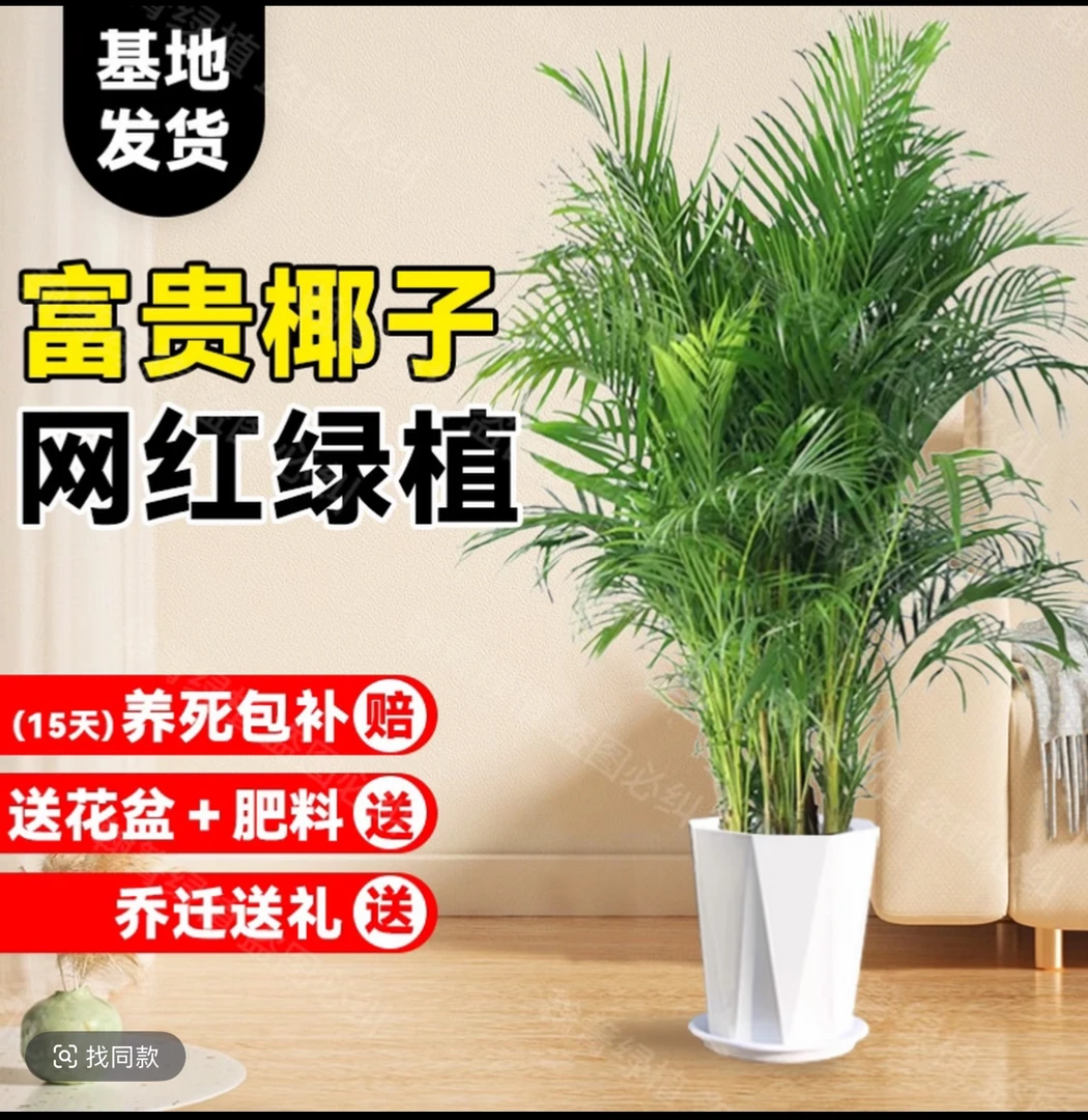 1.8-2米富贵椰子竹 巨无霸型 客厅办公室乔迁首选 美观大气好养活