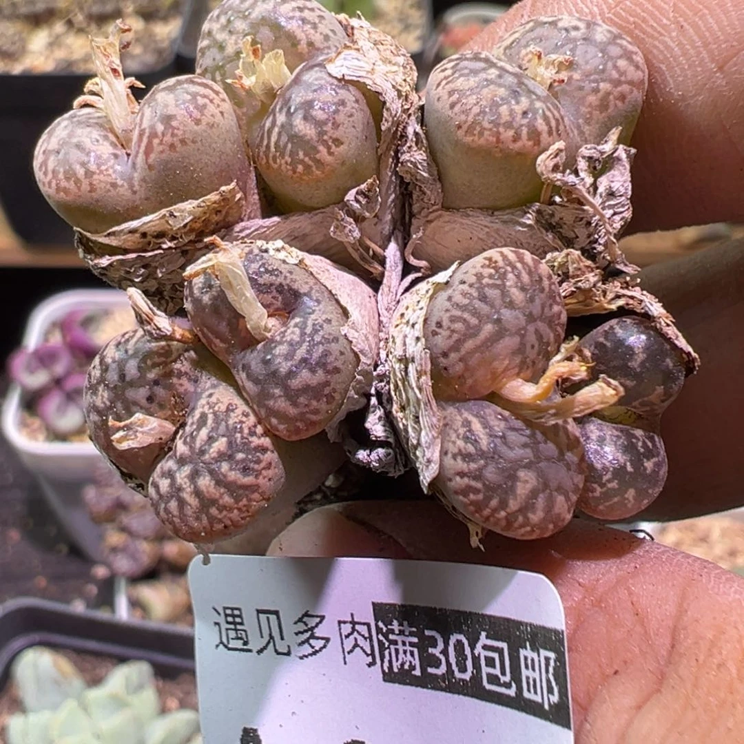 多肉植物1111111111111