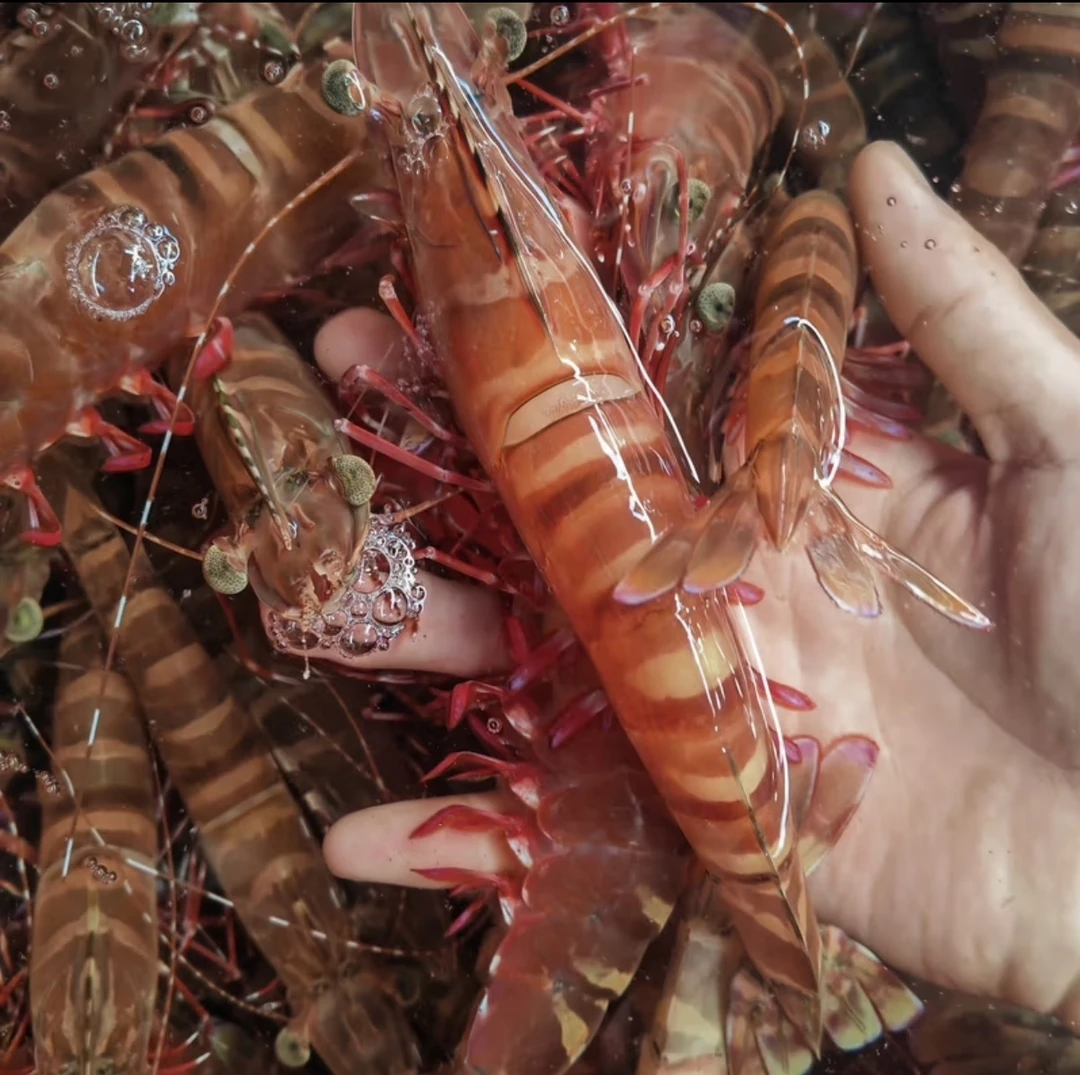 顺丰包邮3盒福建东山新鲜活冻海捕红爪虾约20只/斤