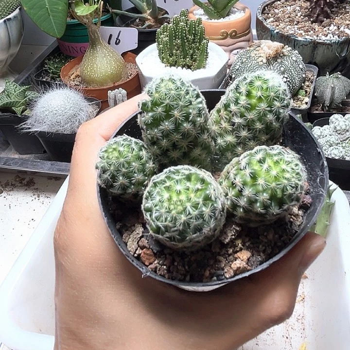 无花朵多头吉赛尔仙人球