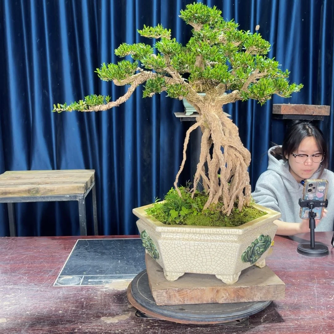 黄杨盆景黄杨盆景雀舌软枝