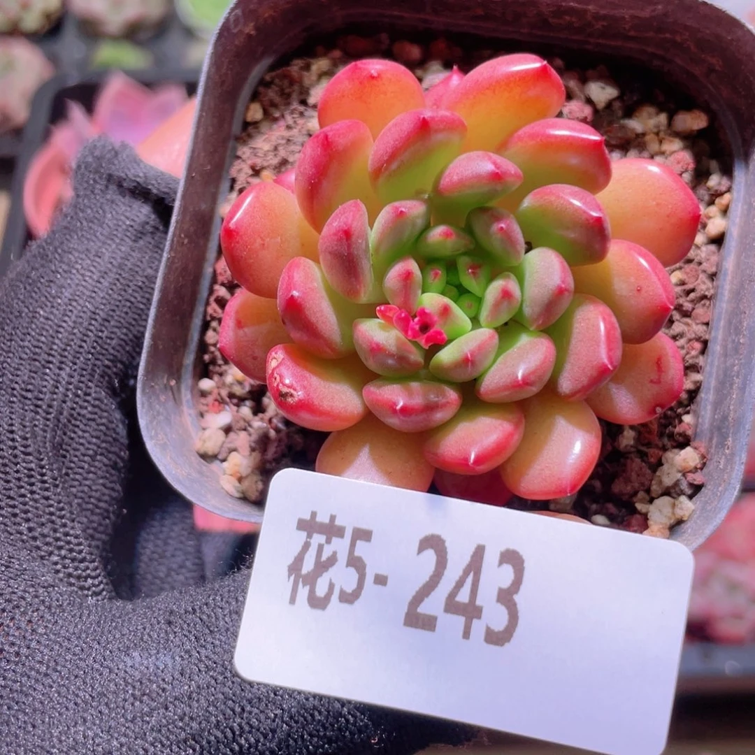 花利美5-243红宝石