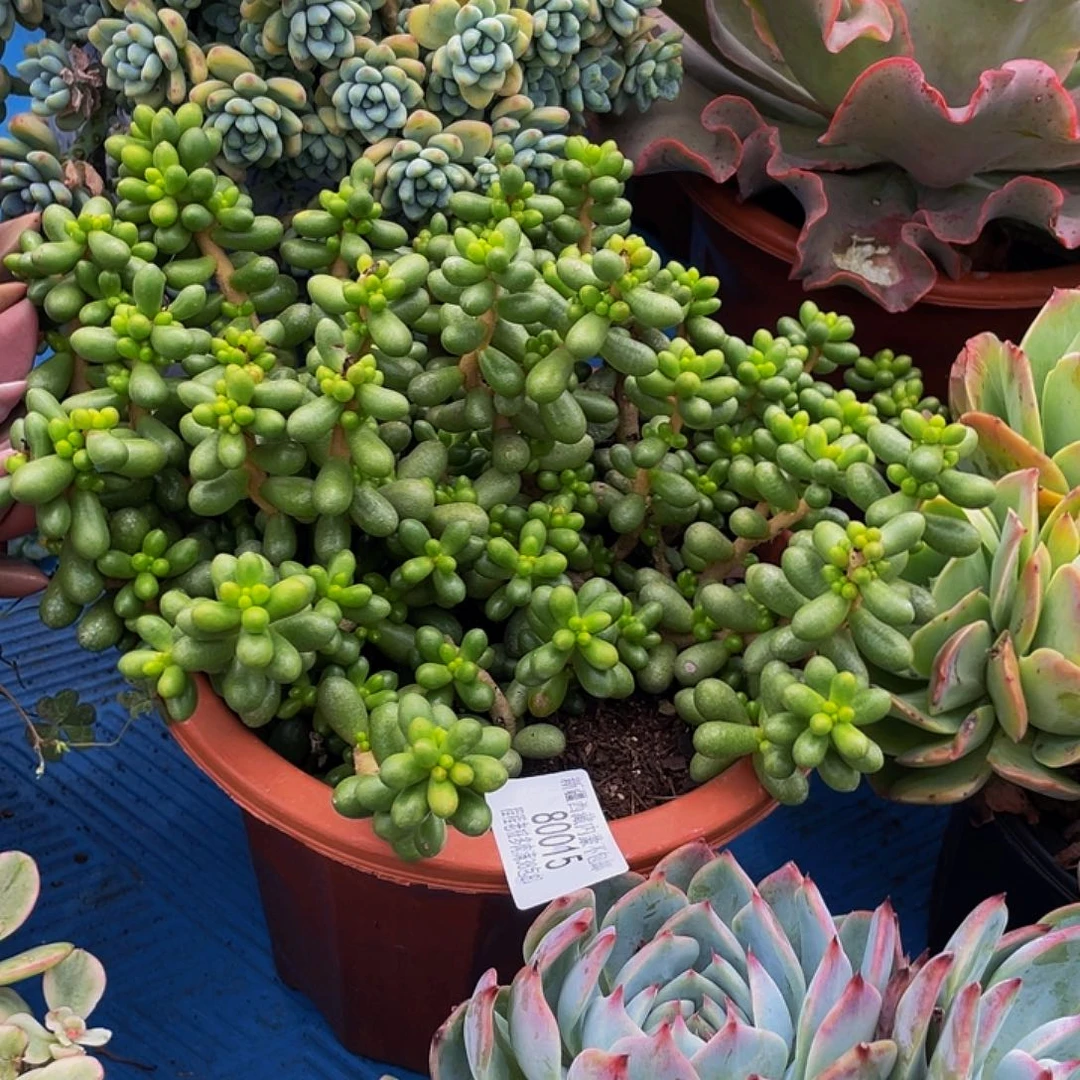 ?***水绿龟卵80015多肉多肉