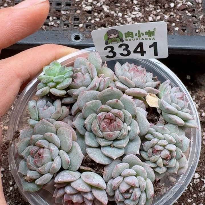 多肉植物多肉植物